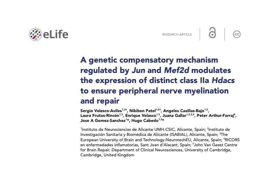A genetic compensatory mechanism regulated by Jun and Mef2d modulates the expression of distinct class IIa Hdacs to ensure peripheral nerve myelination and repair
