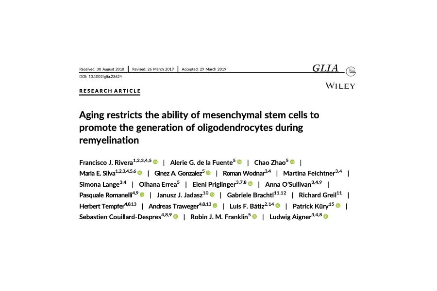 Aging restricts the ability of mesenchymal stem cells to promote the generation of oligodendrocytes during remyelination.