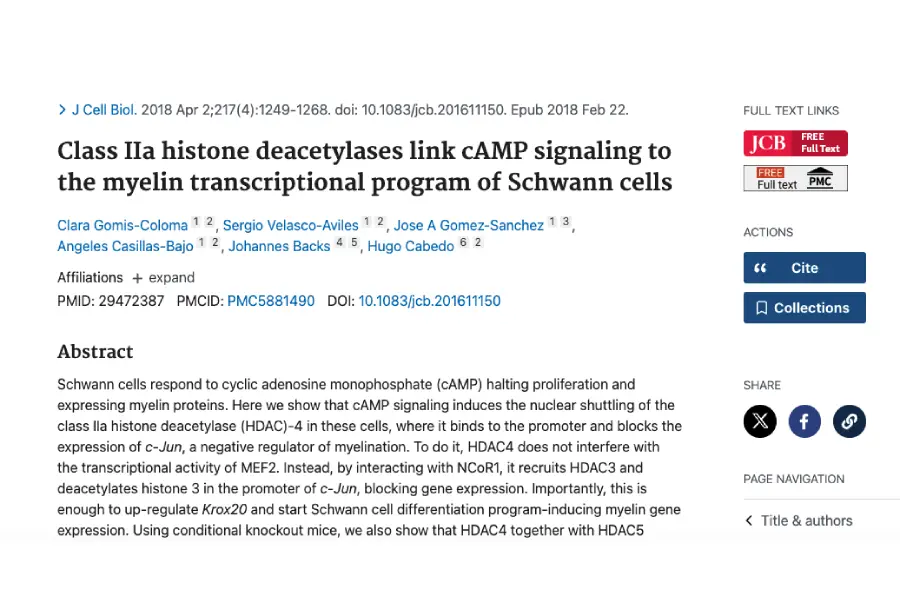 Class IIa histone deacetylases link cAMP signaling to the myelin transcriptional program of Schwann cells
