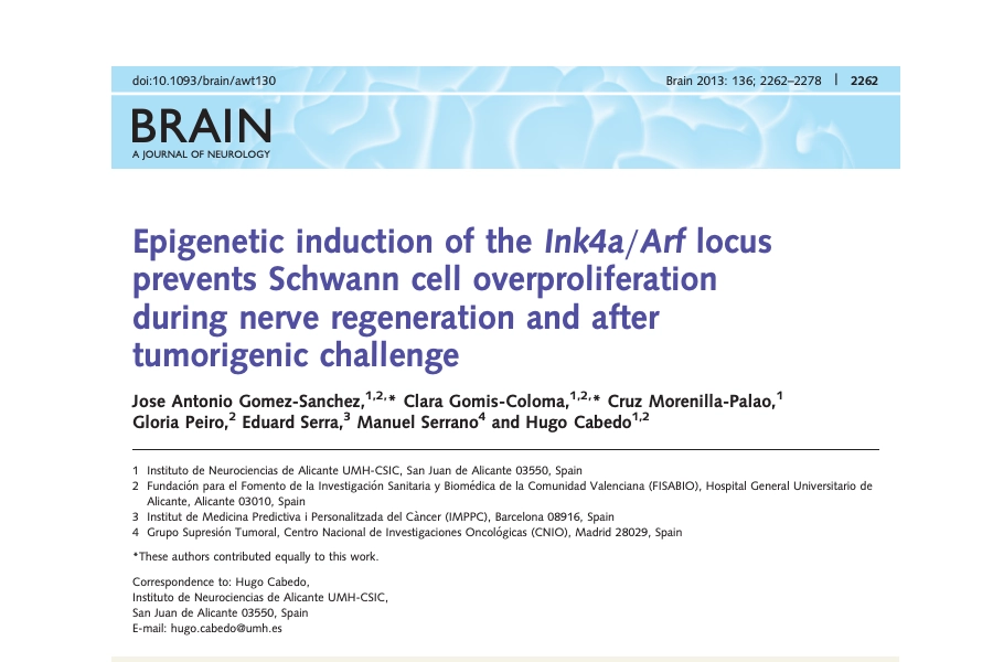 Epigenetic induction of the Ink4a/Arf locus prevents Schwann cell overproliferation during nerve regeneration and after tumorigenic challenge