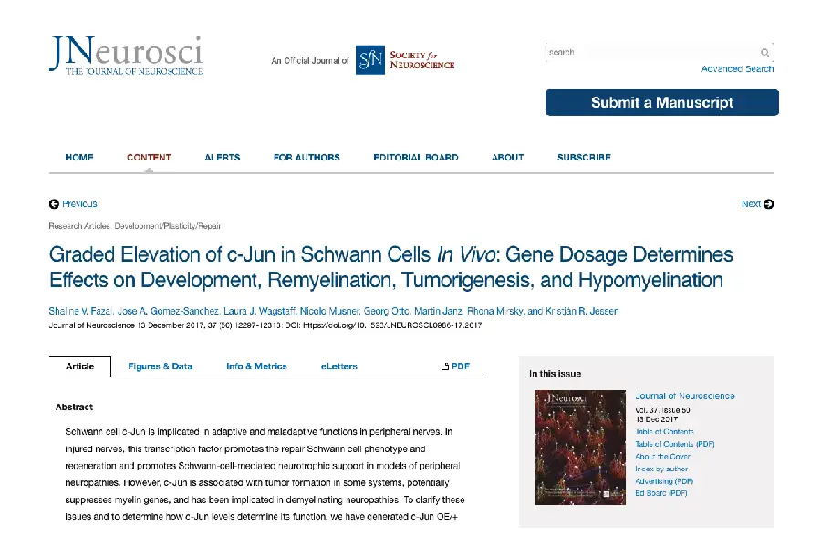 Graded Elevation of c-Jun in Schwann Cells In Vivo: Gene Dosage Determines Effects on Development, Remyelination, Tumorigenesis, and Hypomyelination