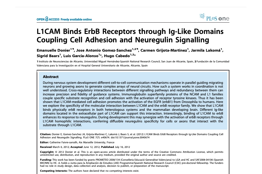 L1CAM Binds ErbB Receptors through Ig-Like Domains Coupling Cell Adhesion and Neuregulin Signalling