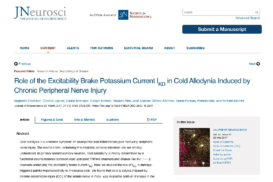 Role of the Excitability Brake Potassium Current I-KD in Cold Allodynia Induced by Chronic Peripheral Nerve Injury