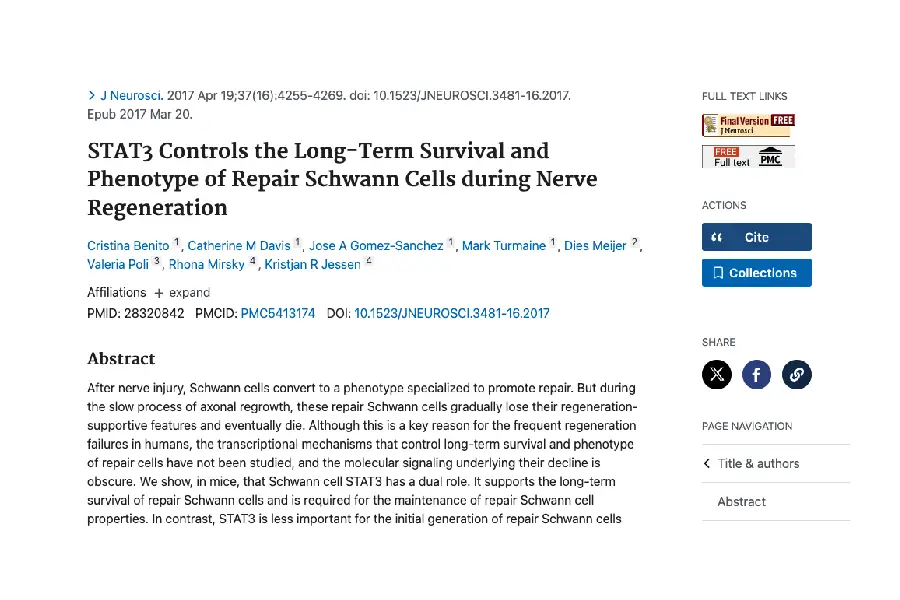 STAT3 Controls the Long-Term Survival and Phenotype of Repair Schwann Cells during Nerve Regeneration
