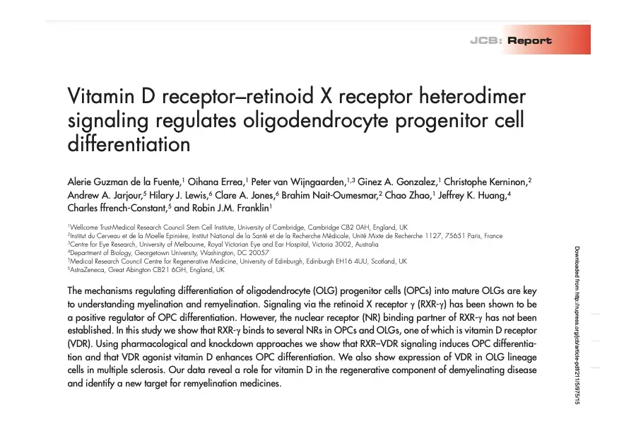Vitamin D receptor–retinoid X receptor heterodimer signaling regulates oligodendrocyte progenitor cell differentiation