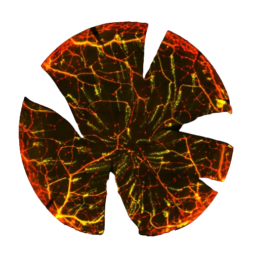imagen cornea microscopio sin fonfo